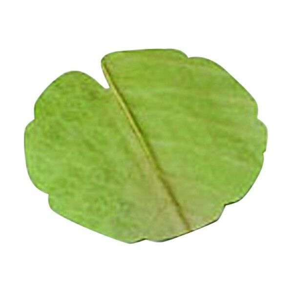 干朴葉懐敷(緑) 丸型(小) 25995 100枚