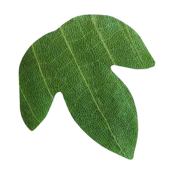 プチ干朴葉懐敷(緑) かえで型 23921 50枚