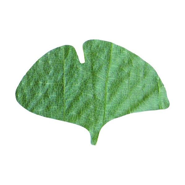 プチ干朴葉懐敷(緑) 銀杏型 23922 50枚