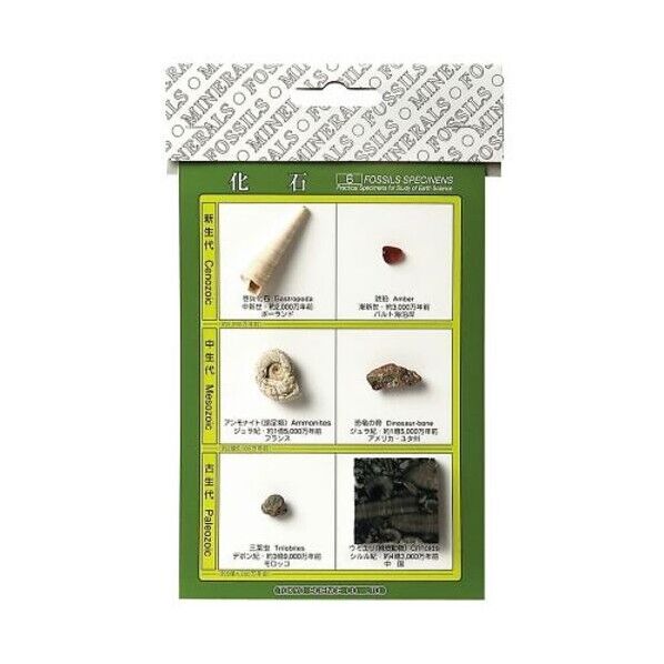 化石標本(化石標本6種) 3-654-01 1セット