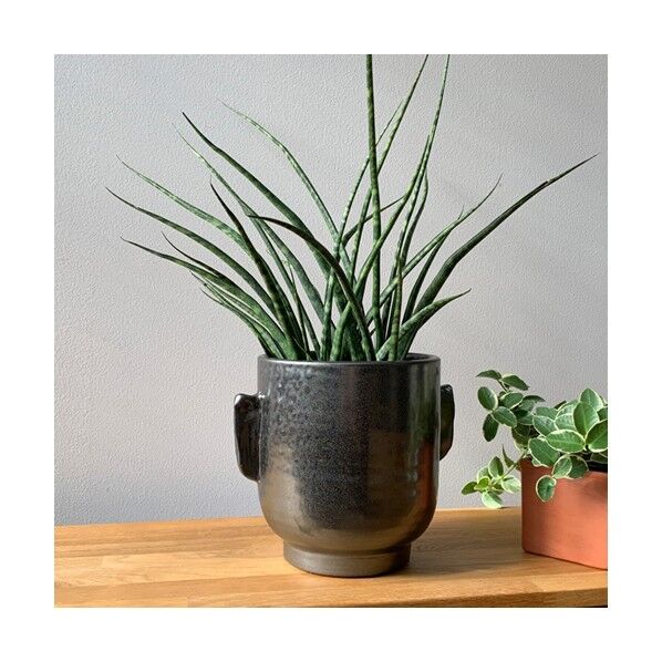 ブルーミングヴィル 82043454テラコッタフラワーポット ブラック