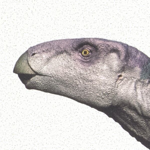 壁紙 リザーブ パターン 国立科学博物館 恐竜