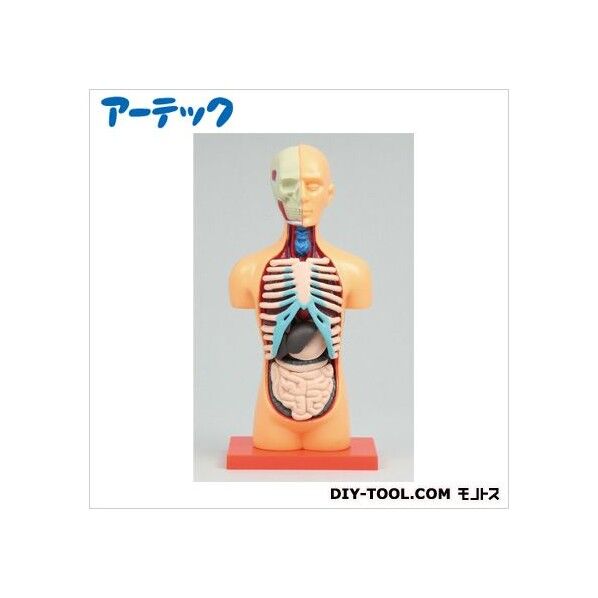 胴体解剖模型 8730 1