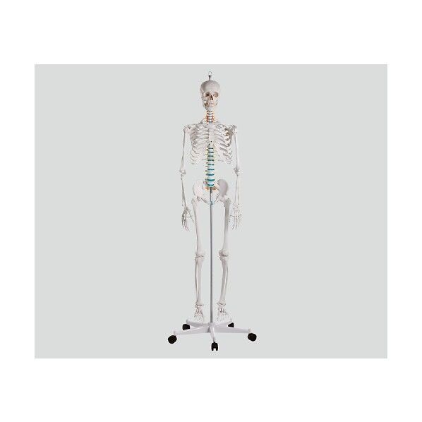 骨格モデル 178cm 8-8311-01 1