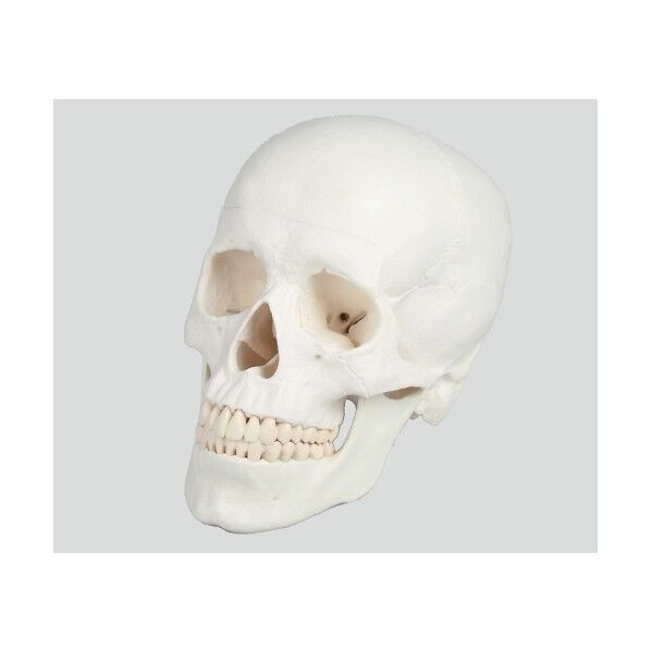頭蓋3分解モデル 180×190×120 8-8312-01 1