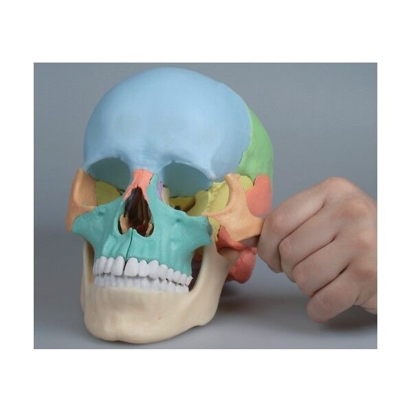 頭蓋22分解モデル 220×150×220 8-8313-01 1