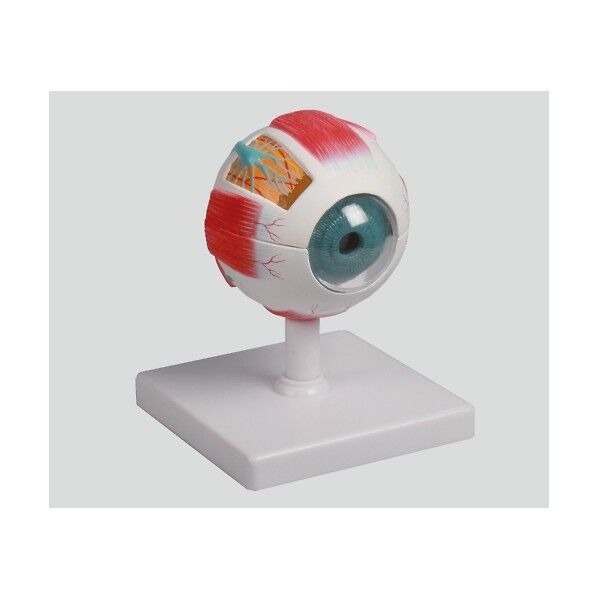 眼球6分解モデル 100×100×120 8-8315-01 1