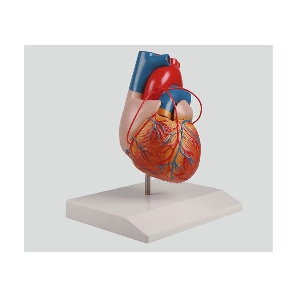 バイパス付心臓2分解モデル 80×80×140 8-8316-01 1