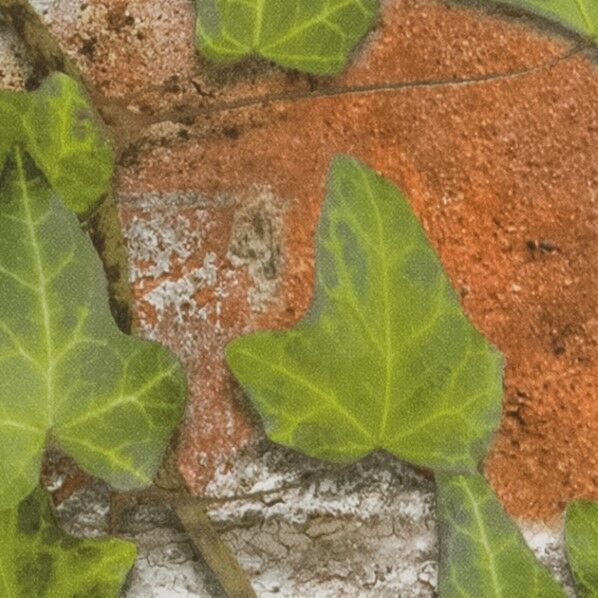 壁紙 ファイン NATURAL&BOTANICAL ナチュラル･ボタニカル