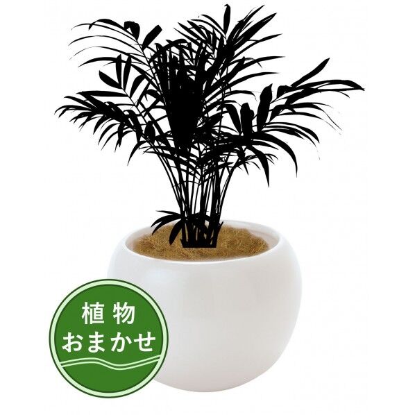 ※法人専用品※大丸興業 植物おまかせ 3号サイズ Φ135×H150前後 1鉢...