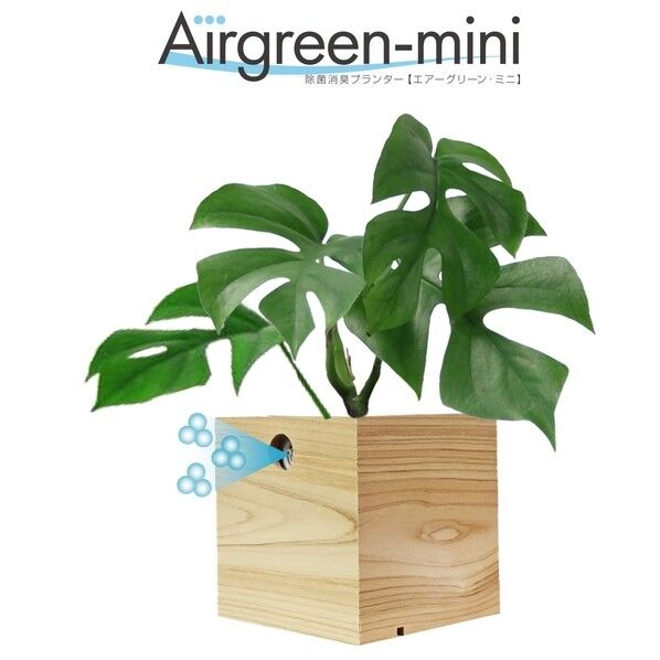 ※法人専用品※大丸興業 除菌消臭プランター【エアーグリーン･ミニ】モンステラ 3号サイズ 付 Φ125×H200前後 1鉢...