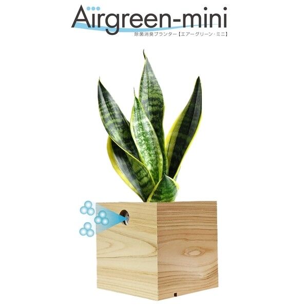 ※法人専用品※大丸興業 除菌消臭プランター【エアーグリーン･ミニ】サンセベリア 3号サイズ 付 Φ125×H200前後 1鉢...