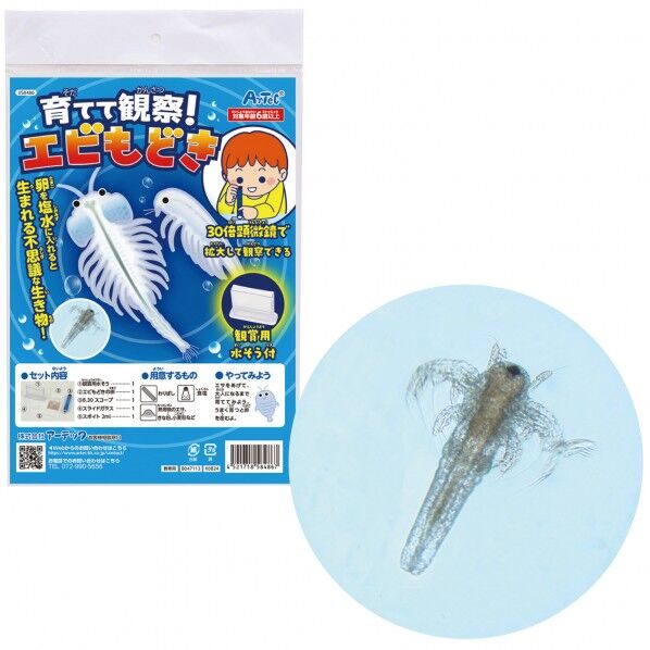 育てて観察!エビもどき
