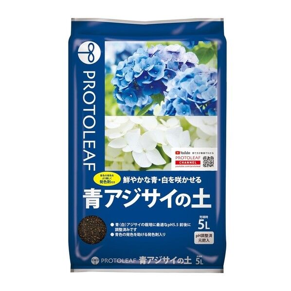青アジサイの土