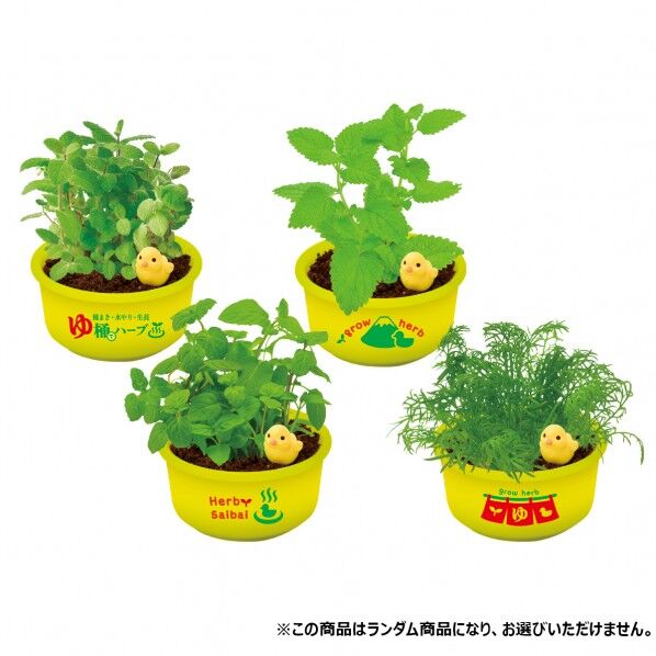 育てるカプセル ゆ桶でハーフ