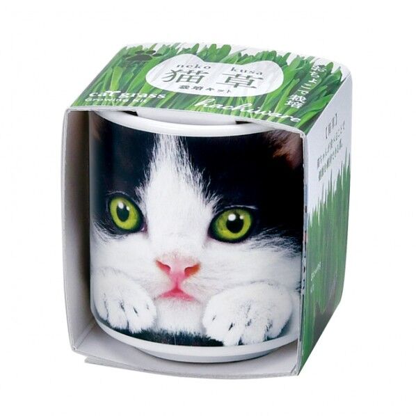 おちょこで猫草 黒
