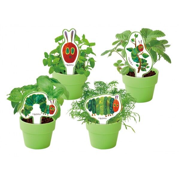 ハラヘﾟコアオムシ 育てるカフﾟセル クリア