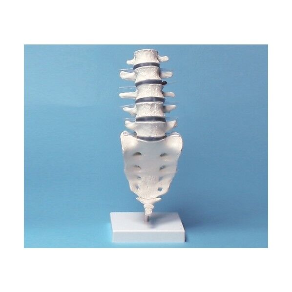 腰椎モデル 390×120×120 8-8418-01 1