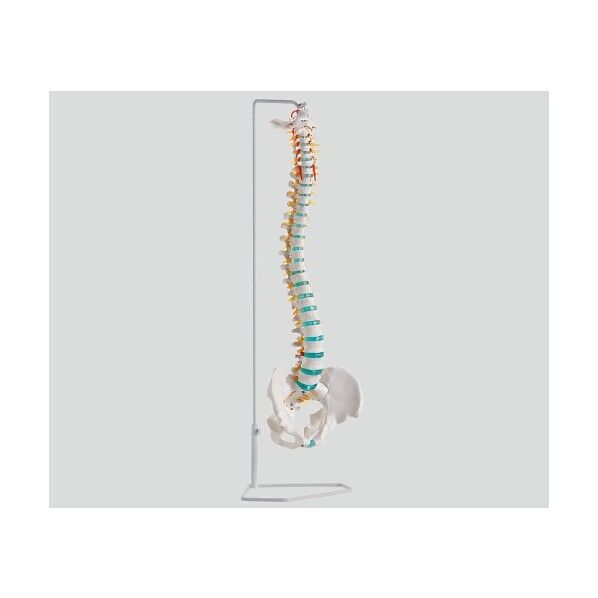 脊椎可動型モデル 750mm 8-8419-01 1