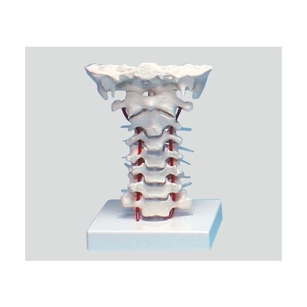 頸椎モデル 180×160×125 8-8420-01 1