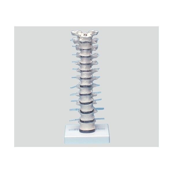胸椎モデル 385×150×130 8-8421-01 1