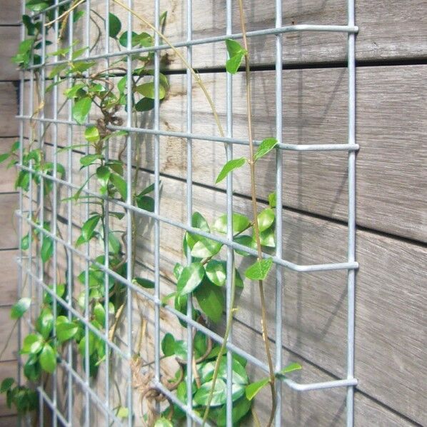 ガビオン グリーンウォールユニット 片面仕様