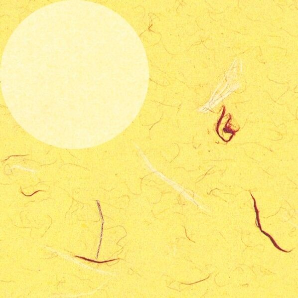 包装紙 きはだ 半才