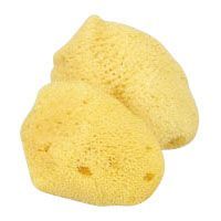 天然海綿(小) CR-SG130-AM 1