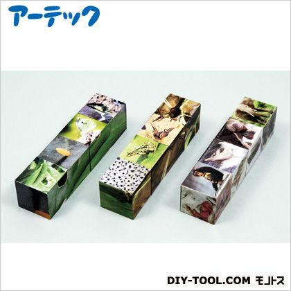 ライフサイクルキューブ図鑑 72×72×36mm 55715 1