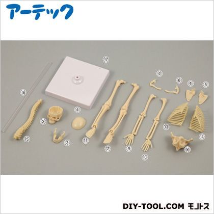 リアル人体骨格模型 55729 1