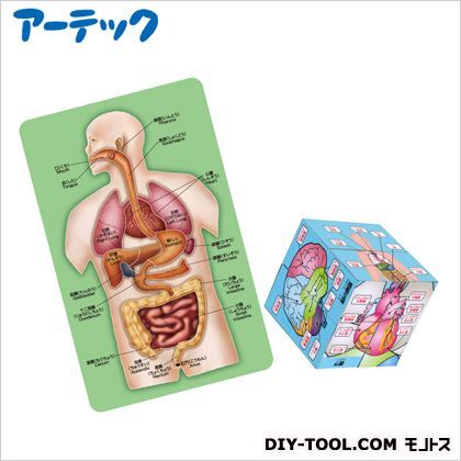 人体キューブ&パズル遊んで学べるからだのしくみ えがわりキューブ:72×72×72mm人体解剖パズル:136×215×5mm 55730 1