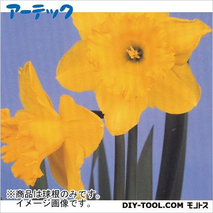 ☆すいせん黄(球根) 2790 1