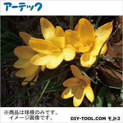 ☆クロッカス黄8cm(球根) 2792 1