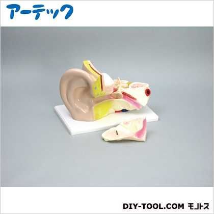 耳の構造模型(3倍) 8555 1