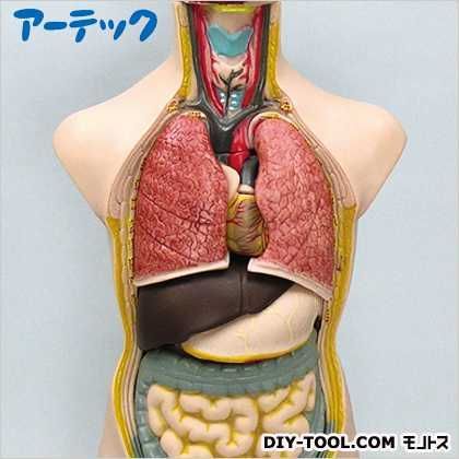人体解剖模型(トルソー型)50cm(2個) 8736 1