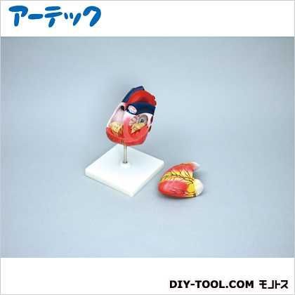 心臓模型(2分割)2個組 8740 1