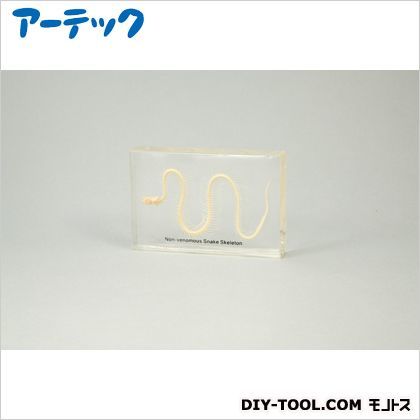 ヘビの骨格標本 8935 1