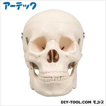 頭蓋骨模型 9700 1