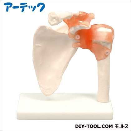 肩関節模型 9702 1