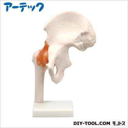 股関節模型 9703 1