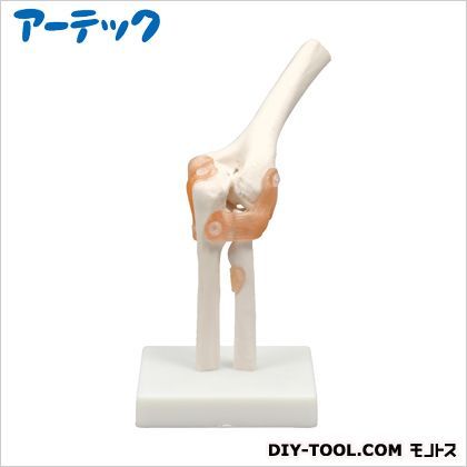 肘関節模型 9705 1