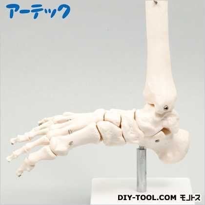 足関節模型 9706 1