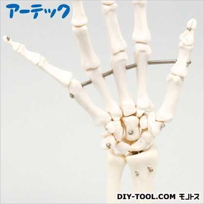 手関節模型 9707 1