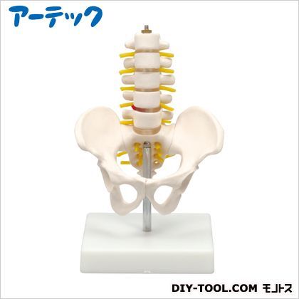 小型骨盤模型 9708 1