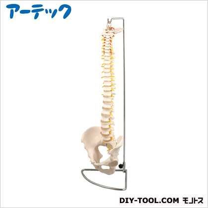 ●脊柱模型 9709 1