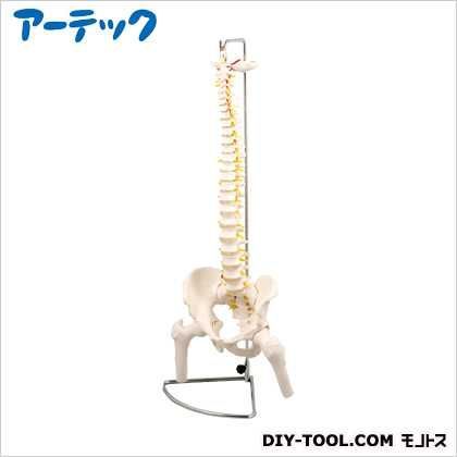 ●脊柱模型大腿骨付