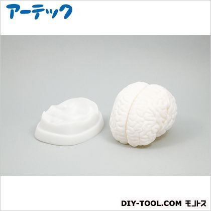 脳解剖模型 9711 1