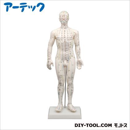 経穴模型男性モデル50cm 9714 1