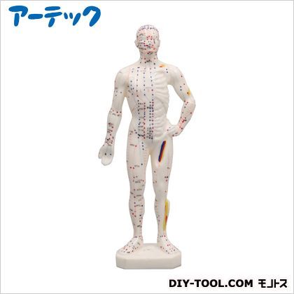 小型経穴模型26cm 9716 1