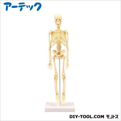 リアル人体骨格模型8セット(ケース入) 92664 1